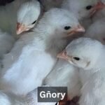 Gñory